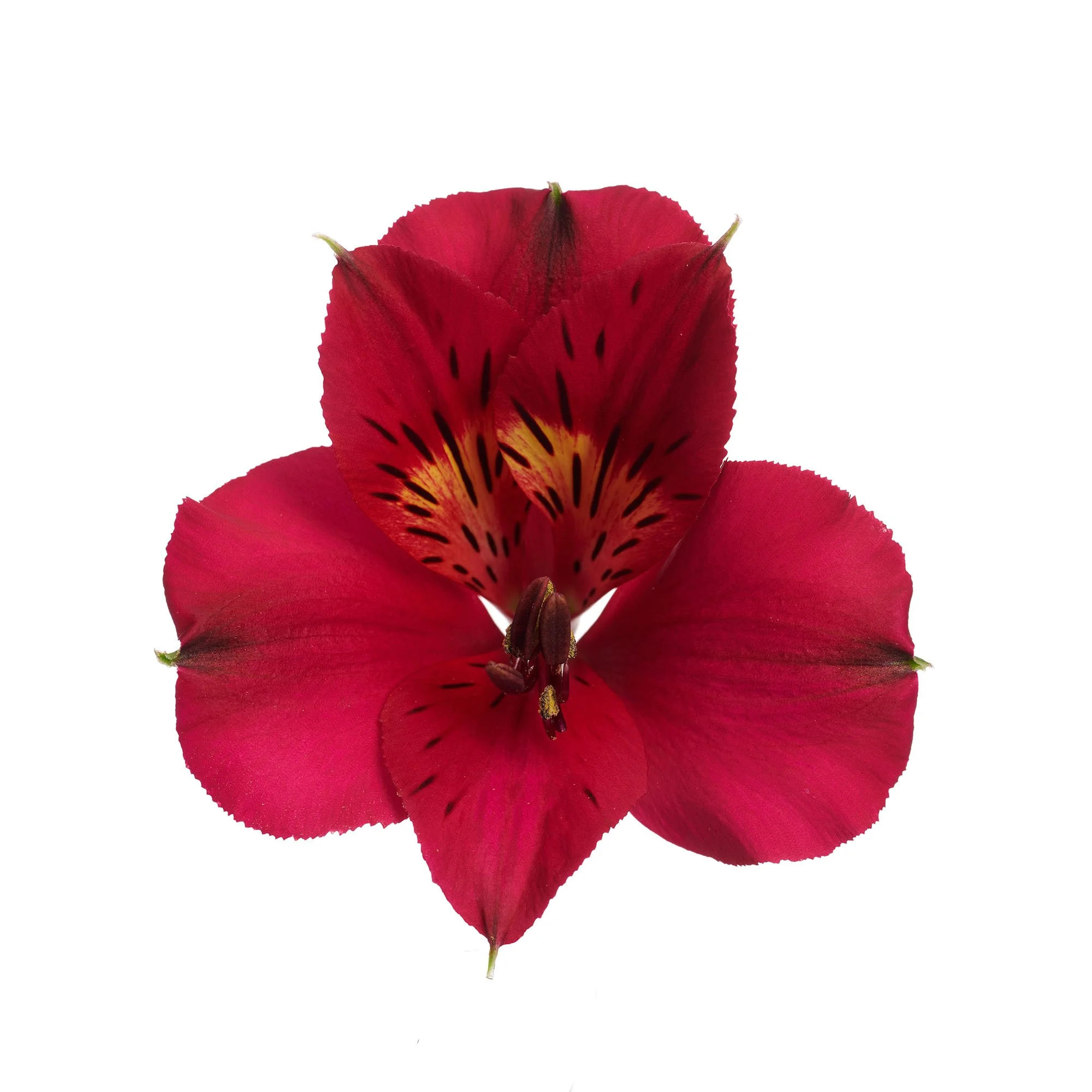 Alstroemeria x hybrida Colorita® Lizzy — ThinkPlants